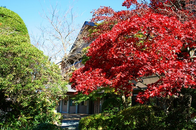 仙郷楼の庭園_秋009