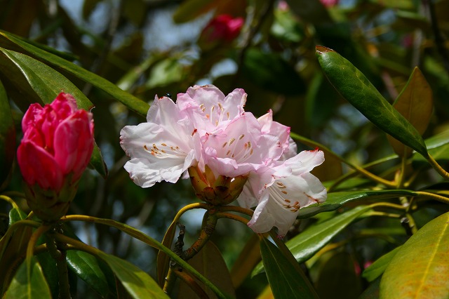 仙郷楼の庭園_春010