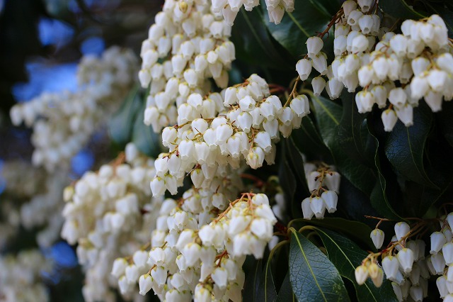 仙郷楼の庭園_春012