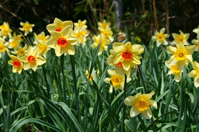 仙郷楼の庭園_春015