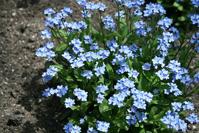 仙郷楼の庭園_春031