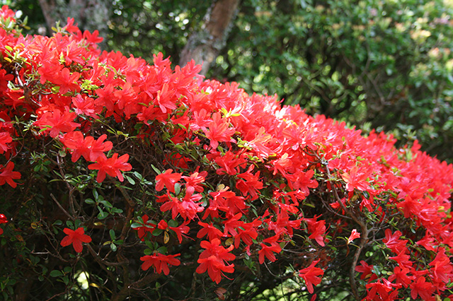 仙郷楼の庭園_春033
