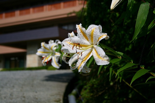 仙郷楼の庭園_夏008