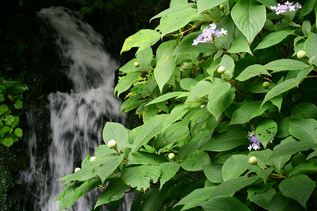 仙郷楼の庭園_夏012