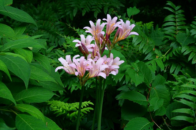 仙郷楼の庭園_夏022